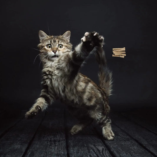 Cat Dancer 101 Cat Dancer Interactive Cat Toy