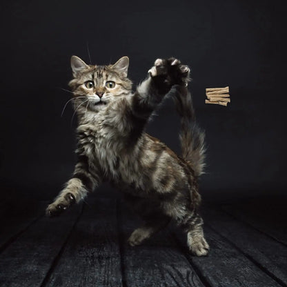 Cat Dancer 101 Cat Dancer Interactive Cat Toy