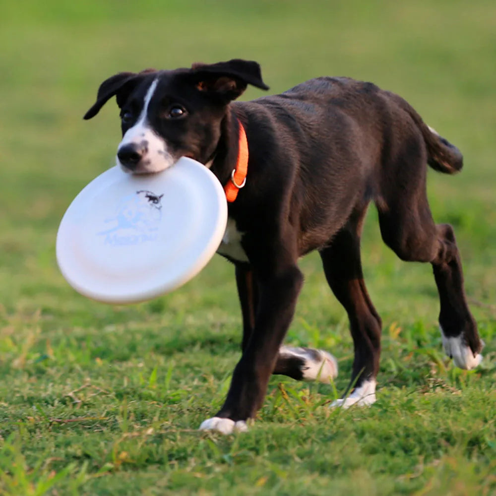 Lightweight Dog Training Disc – Durable Easy-Catch Puppy & Dog Toy