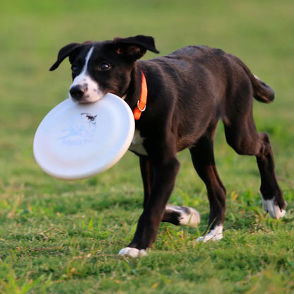 Lightweight Dog Training Disc – Durable Easy-Catch Puppy & Dog Toy