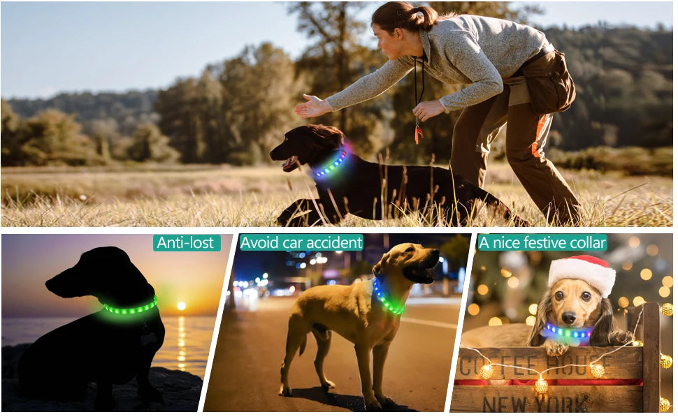Premium LED Dog Collar – Night Safety, Waterproof & Glowing