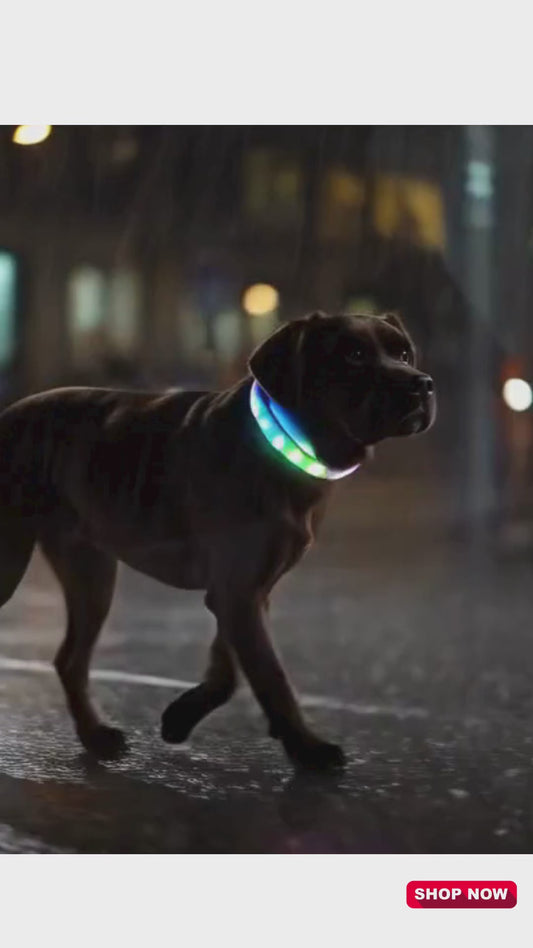 Premium LED Dog Collar – Night Safety, Waterproof & Glowing