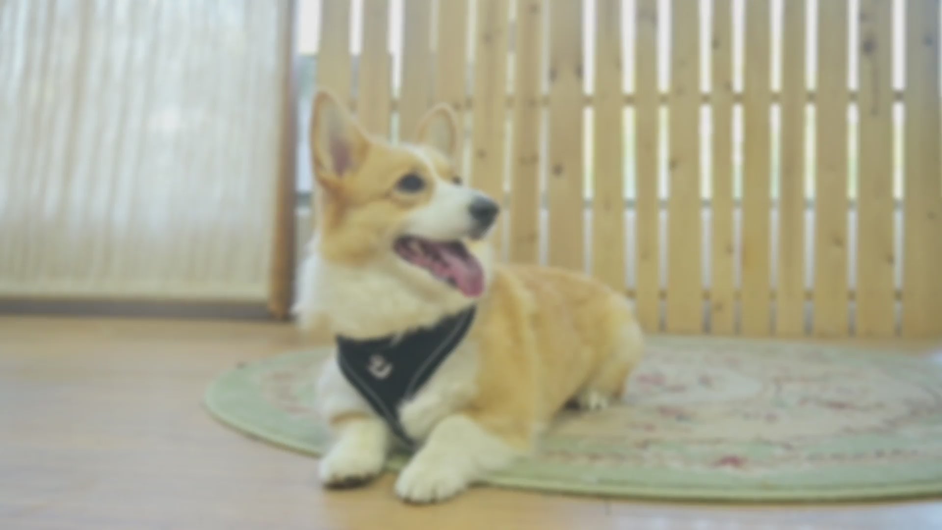 F1+FrBk0piL.mp4__PID:48a1d5e6-07e2-4f50-a98e-85557d4a19b5