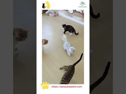 Speedy Tail 2.0 Smart Cat Ball Toy – Interactive Moving Toy with Tail